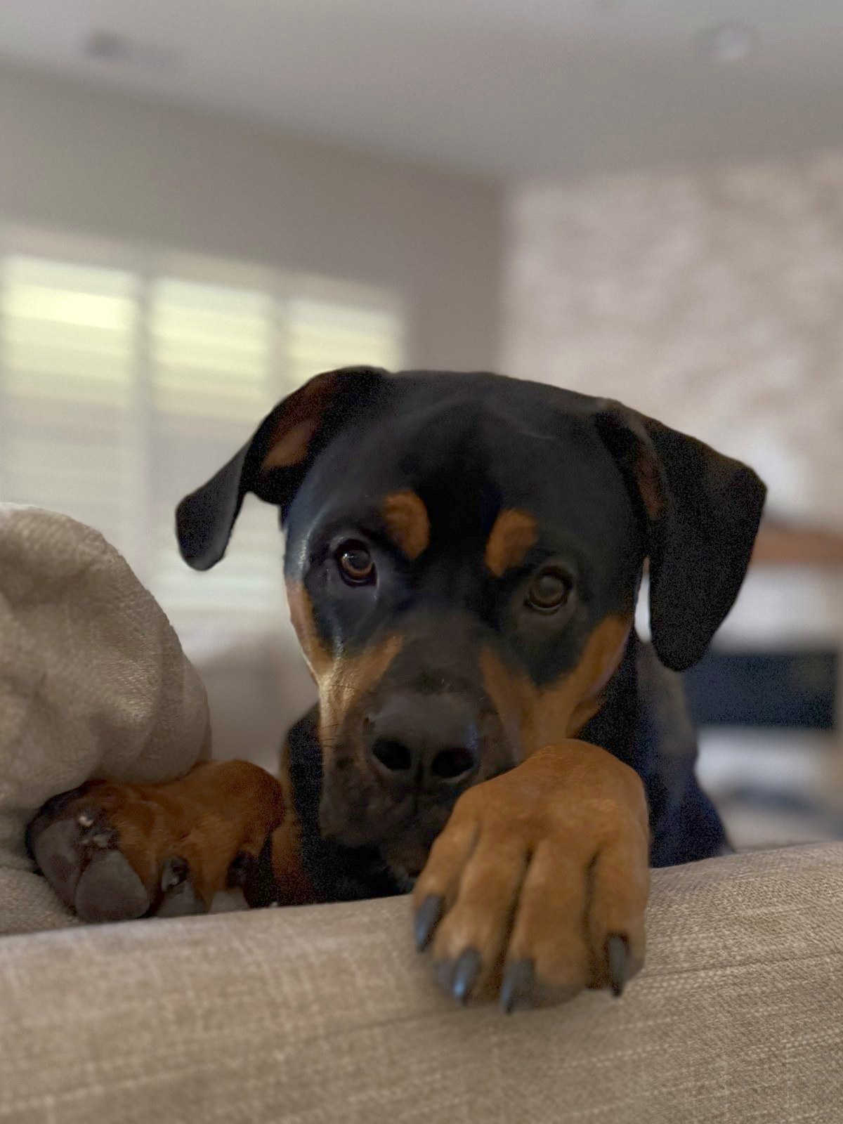 Marley, a black-and-tan Rottweiler mix, resting his paws on the back of a couch